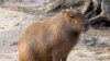 Capybaras have apparently found much to explore on the Rio Olympics golf course.
