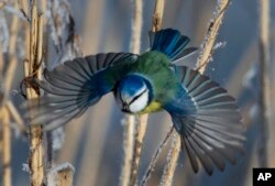 FILE- In this Feb. 26, 2018, photo, a blue tit flies among dried plants covered with hoarfrost near the Belarus village of Dukora, some 40 kilometers (25 miles) southeast of Minsk.