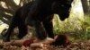 คุยภาพยนตร์ "The Jungle Book" ที่สร้างจากนิทาน “เมาคลีลูกหมาป่า”