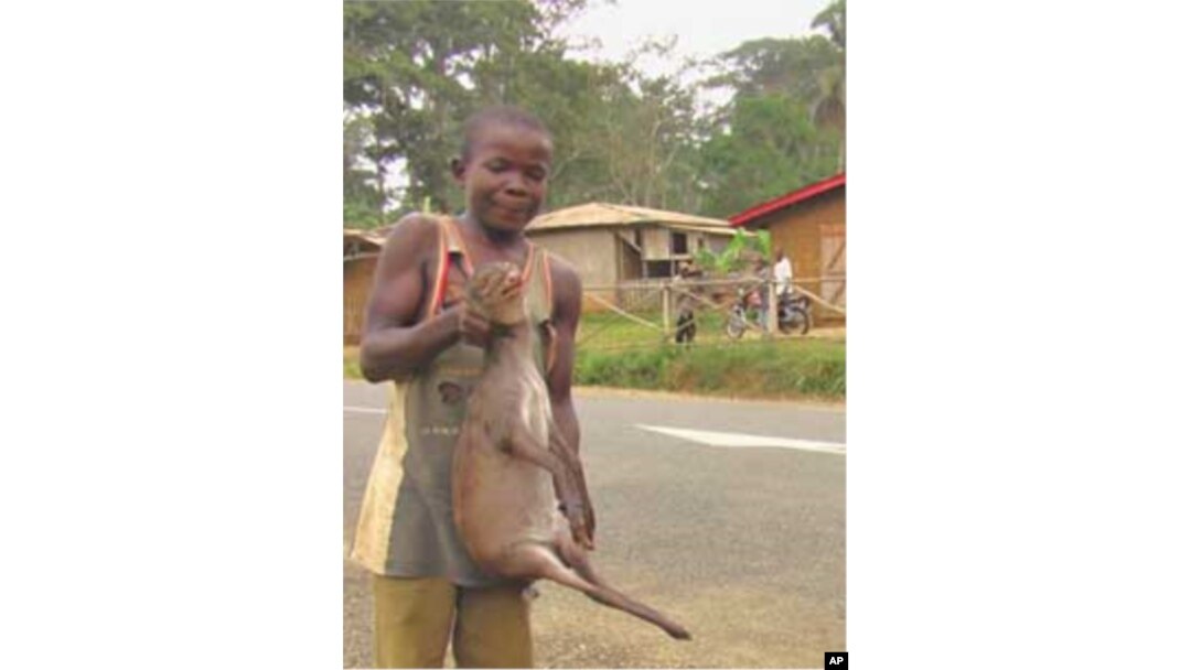 Boy holds an antelope in Bertuoua, southeastern Cameroon