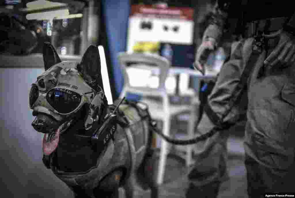 A dummy dog sports a mask equipped with cameras and a transmission device at the 22nd worldwide exhibition of Internal State Security (MILIPOL) in Villepinte, France.