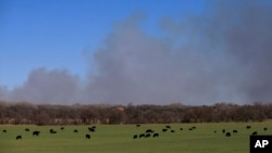 Cattle graze with a background of smoke from wildfires near Hutchinson, Kan., March 7, 2017.