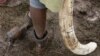 Le Kenya se mobilise pour en finir avec le commerce illégal d'ivoire