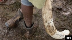 Un Kenyan, employé du service de la nature, tient dans ses mains une défense d'éléphant qui va être détruite, le 20 avril 2016.