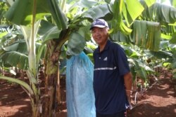 Chinese businessman Chen Zhiqang is pictured at a banana farm in Ou Reang Ov district, Tboung Khmum province, Cambodia, on July 23, 2020. (Sun Narin/VOA Khmer)