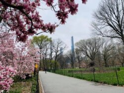 Central Park New York'taki birçok toplu etkinliğe sahne olan bir mekan