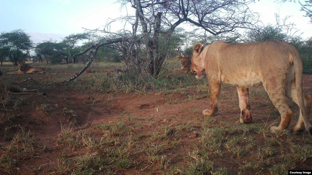 This photo was taken from one of 225 cameras positioned in Tanzania's Serengeti National Park. One of the largest and longest running camera-trap projects, Snapshot Serengeti has been running for more than 8 years. (Snapshot Serengeti)