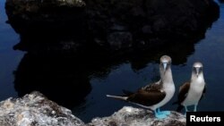 Las islas Galápagos, con su diversidad animal, es el lugar que más atrae los turistas en Ecuador. Foto en la isla Isabela tomada en 2016.