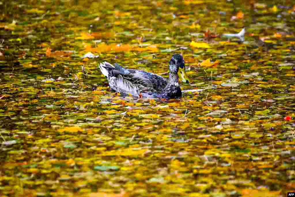 A duck swims in a pond during an autumn day in the town of Chekhov, some 70 km outside Moscow, Russia.