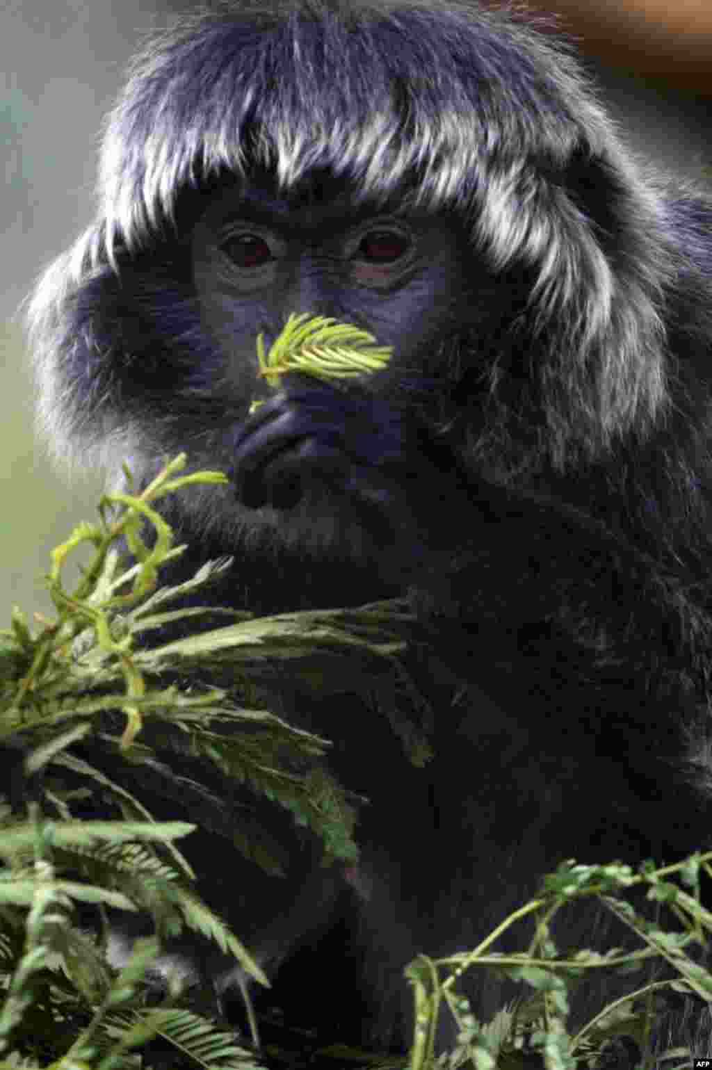 A rare Javan langur eats leaves upon arrival at a quarantine area of Javan Langur Center outside Malang, in eastern Java island, Indonesia, to aclimatize in preparation for release into a natural habitat in two months.