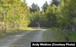 Moose are one of the most common animals in the Maine woods, but are rarely seen.