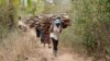 FILE -Women walk out of the forest carrying wood to use for cooking, in Tsavo East, in Kenya, June 20, 2014. A new report says environmental crime such as poaching elephants for ivory and selling illegal charcoal is helping finance criminal, militia and terrorists.