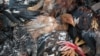 FILE - Chickens trussed and ready for sale. (Robert Carmichael/VOA)