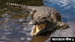 বঙ্গবন্ধু শেখ মুজিবুর রহমানের জন্মশতবার্ষিকী ও স্বাধীনতার সুবর্ণজয়ন্তী উপলক্ষে সুন্দরবনে ১০০টি কুমির অবমুক্ত করা হয়েছে। (ছবি- অ্যাডোবে স্টক) 