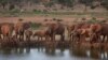 Elephants gather at dusk to drink at a watering hole in Tsavo East National Park, Kenya, March 25, 2012.