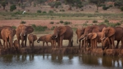 Illegal Ivory Traffic Continues 