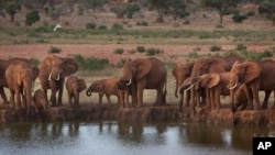 Elephants gather at dusk to drink at a watering hole in Tsavo East National Park, Kenya, March 25, 2012.
