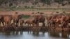 FILE - Elephants gather at dusk to drink at a watering hole in Tsavo East National Park, Kenya, March 25, 2012. Efforts are being made to help communities near national parks to help ease human-wildlife conflict that harms people and crops. 