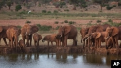 FILE - Elephants gather at dusk to drink at a watering hole in Tsavo East National Park, Kenya, March 25, 2012. Efforts are being made to help communities near national parks to help ease human-wildlife conflict that harms people and crops. 