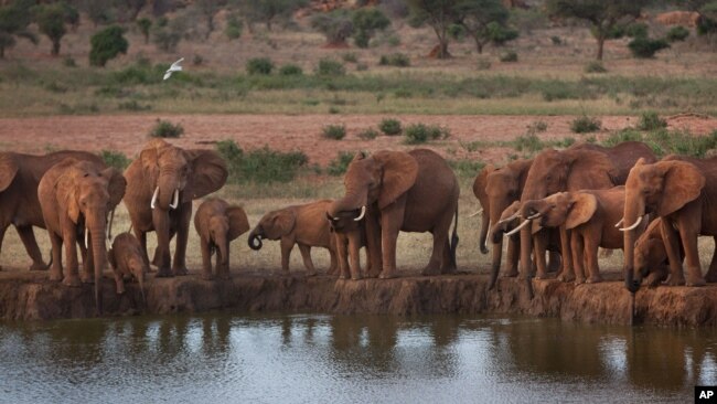 FILE - Elephants gather at dusk to drink at a watering hole in Tsavo East National Park, Kenya, March 25, 2012. Efforts are being made to help communities near national parks to help ease human-wildlife conflict that harms people and crops.