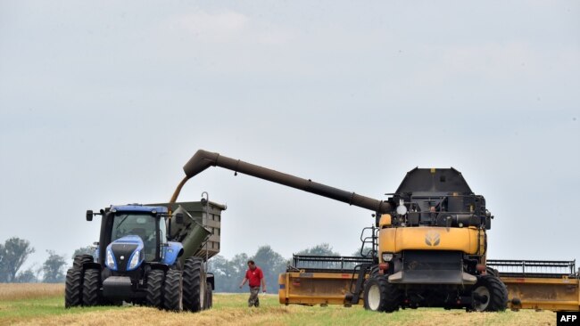 Ngũ cốc đang được thu hoạch trên đồng ở vùng Chernihiv của Ukraine
