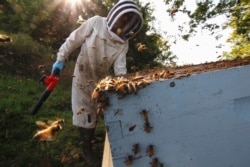 Beekeeper James Cook works on hives near Iola, Wis., on Wednesday, Sept. 23, 2020.