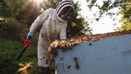 Beekeeper James Cook works on hives near Iola, Wis., on Wednesday, Sept. 23, 2020.