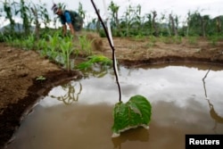 Irrigation water is seen near passionfruit crops after a rare rain in the outskirts of Olmos, March 14, 2013.