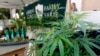 当局在北加州没收中国毒贩种植大麻房屋