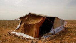The tent of Abu Jakka Farhan, a truffle hunter, sits in the desert in Samawa, Iraq, February 23, 2021. (Reuters Photo/Alaa Al-Marjani)