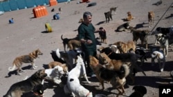 Veterinarian Hamid Ghahremanzadeh, chief of Aradkouh Stray Dogs Shelter, plays with some of his charges on the outskirts of the capital Tehran, Iran, March 5, 2017.