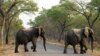 Des éléphants au Zimbabwe (illustration)