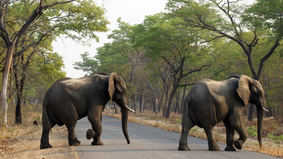 Des Elephants A Collier Contre Les Braconniers Au Gabon