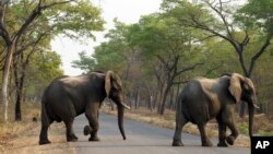 Des éléphants au Zimbabwe (illustration)