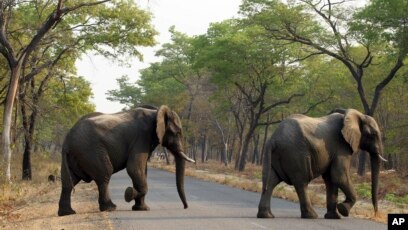 Des Elephants A Collier Contre Les Braconniers Au Gabon