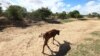 Mozambique Wrestles with Drought, Debt, Conflict