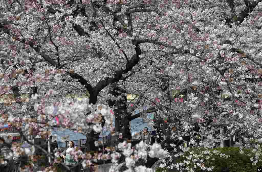 People walk under cherry blossoms at Asakusa district in Tokyo, Japan.