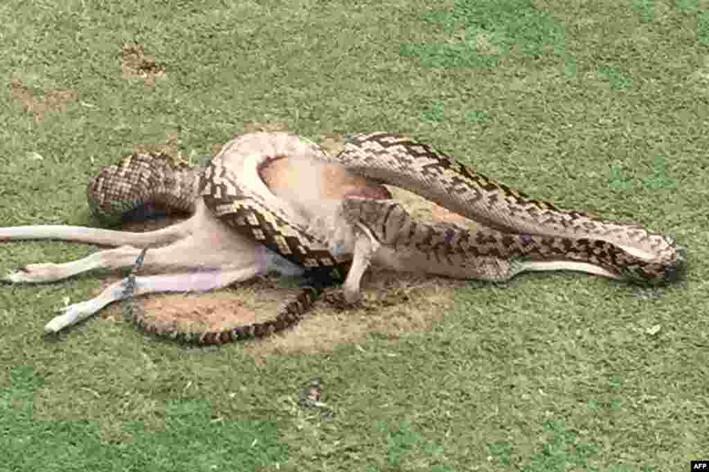 This handout photo from Robert Willemse taken on Dec. 10, 2016 shows a python wrestling with a wallaby in the middle of a fairway on a golf course in Cairns, Australia.