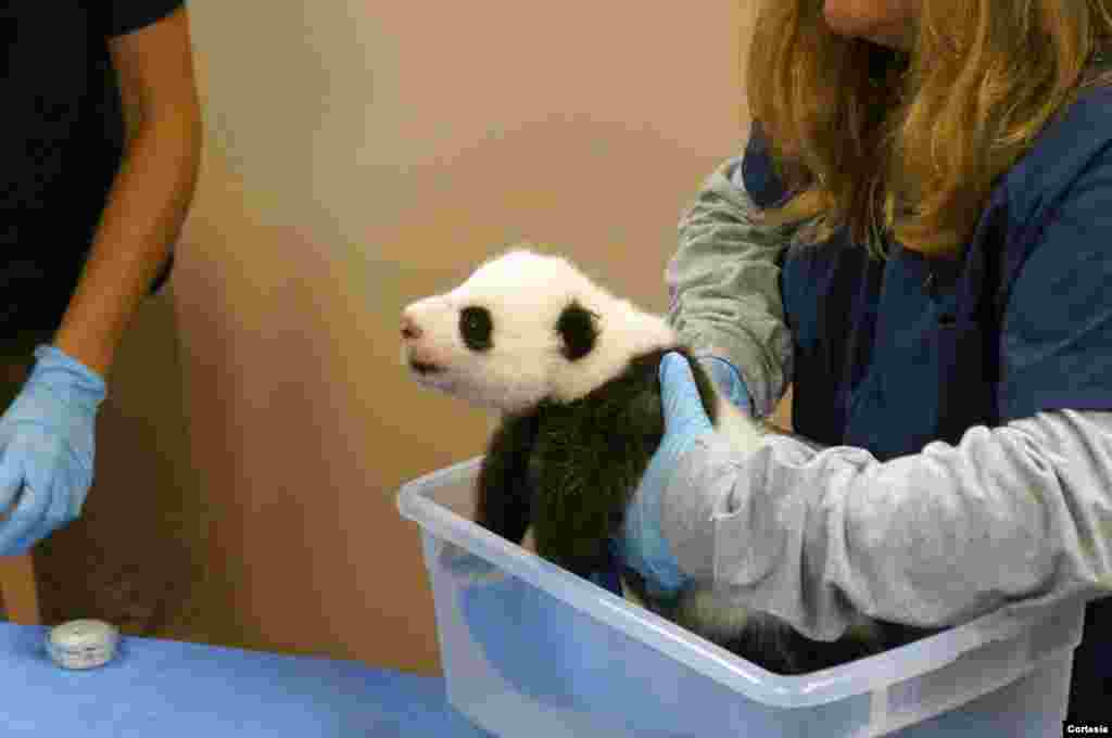 La bebé panda nació el pasado 23 de agosto en el Zoológico Nacional de Washington.