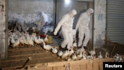 Health officials in protective suits transport sacks of poultry as part of preventive measures against the H7N9 bird flu at a poultry market in Zhuji, Zhejiang province, China, Jan. 6, 2014.