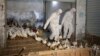 WHO: Death Toll Rises From New China Bird Flu