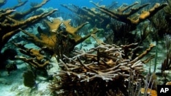 FILE - Healthy coral reef off the Caribbean island of Bonaire.