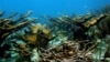 U.S. Supports Coral Reef Conservation