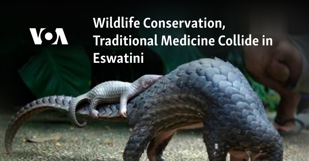 Wildlife Conservation, Traditional Medicine Collide in Eswatini