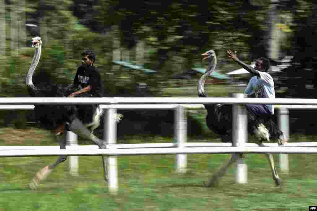 Keepers ride on the back of ostriches at the Jelita Ostrich Farm in Seremban, outside Kuala Lumpur, Malaysia.