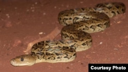 A new study suggests the Cuban boa hunts in groups. (Vladimir Dinets)