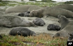 Elephant seals and their pups occupy Drakes Beach, Feb. 1, 2019, in Point Reyes National Seashore, Calif. Tourists were unable to visit a popular beach in Northern California because it had been taken over by a colony of nursing elephant seals during the government shutdown.