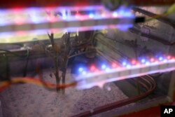 The potato grown in a simulator is “a ‘super potato’ that resists very high carbon dioxide conditions and temperatures that get to freezing,” said Julio Valdivia, an astrobiologist with Peru’s University of Engineering and Technology, March 16, 2017.