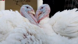 Mantequilla de maní y mermelada son vistos en el Jardín de Rosas de la Casa Blanca en Washington, Estados Unidos, el 19 de noviembre de 2021.