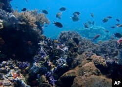 FILE - In this April 30, 2009, photo, coral reefs grow in the waters of Tatawa Besar, Komodo islands, Indonesia. Rising demand for copper, cobalt, gold and the rare-earth elements vital in manufacturing smartphones and other high-tech products is causing a prospecting rush to the dark seafloor thousands of meters beneath the waves.